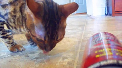 Котката Kaiser след като изпи енергийната напитка!