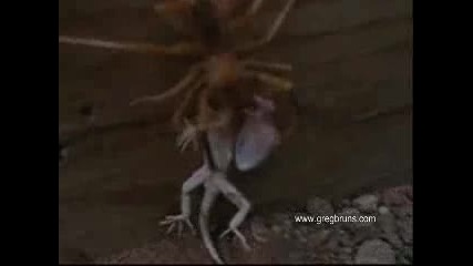 Невероятно Голям Паяк Яде Жаба