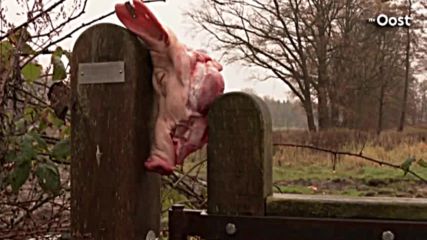 Гонят мигранти със свински глави в Холандия. Предупреждение на президента Милош Земан - Чехия