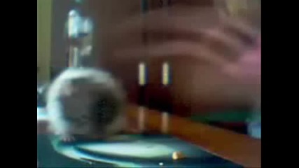 Kak Se Kape Edin Hamster