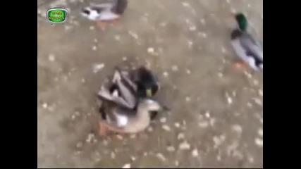 Смях...!!! You Animals - Episode 2 