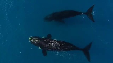 Младеж засне двойка китове (ВИДЕО)