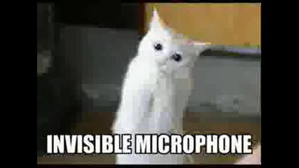very funny cats 4.avi