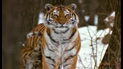 In The Shadow Of The Siberian Tiger (част 2 от 5)