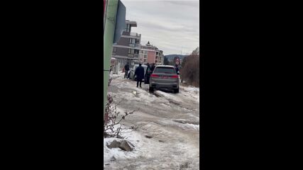 "Моята новина": Случаят с палмата продължение, видео 2