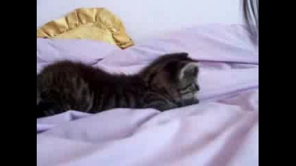 Много Сладко Котенце :]