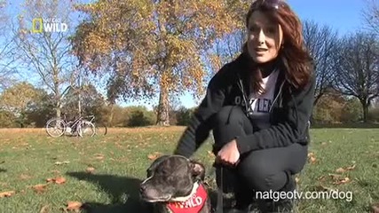 Nat Geo Wild presents Flash Dog