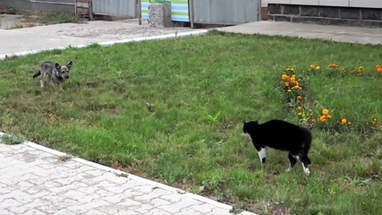 Котката надделя