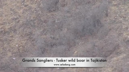 Lov na Divi Praseta v Tadjikistan 