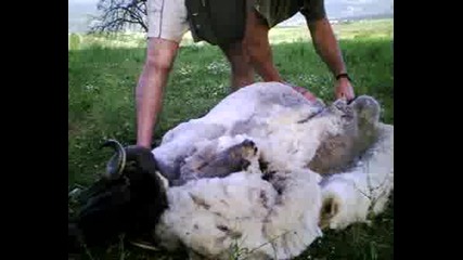 Стригане На Овце