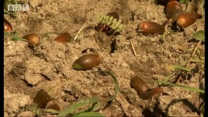 The diet of the black pig - Creatures of the Cork Forest - Bbc 