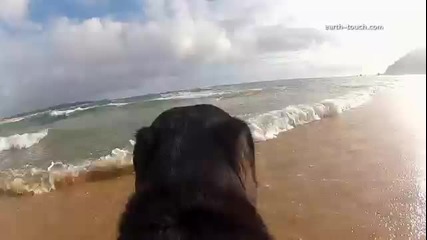Куче плува с делфини