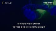 Камуфлажни акули | Фестивал на Акулите | NG Wild Bulgaria
