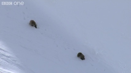 B B C One - Мечки Гризли се катерят в снежните планини (високо Качество) 