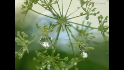 Morning Dews - Best relaxing music
