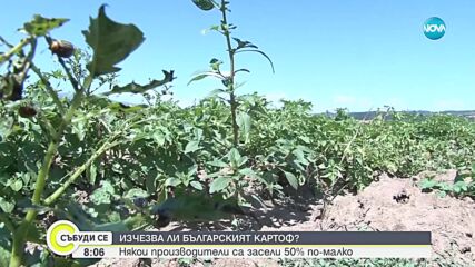 Изчезва ли българският картоф