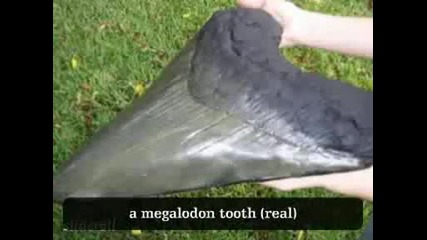 Стряскащо !!! Най - Голямата Акула На Света - [megalodon]