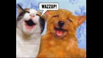 Wazzap (wazzup) Song + Смешни Картинки