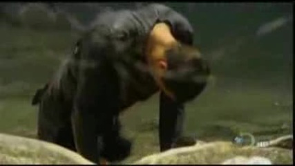 Discovery Channel - човекът срещу дивата природа - част 5