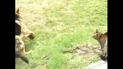 Small Cat vs Large Dog very funny 