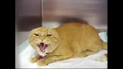 Very Angry Cat - Funny 