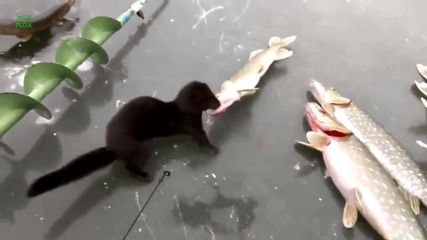 Компилация Крадливи Животни