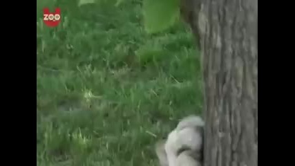 Далматинец и Тигър - приятели 