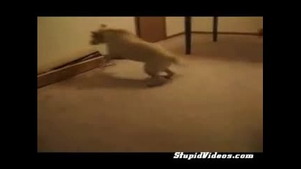 Смях - Куче сънува кошмари