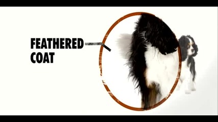 Dogs 101 - Cavalier King Charles Spaniel 