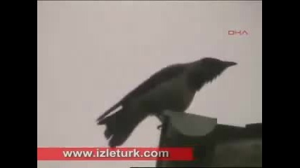 Crow saying Allah cc amazing subhanallah 