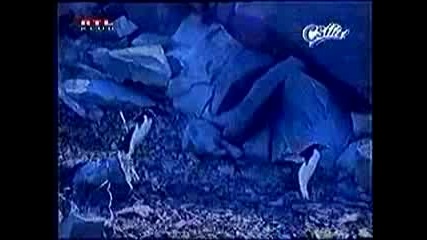Пингвини падат като чували с картофи