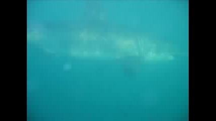 Заснемане На Голямата Бяла Акула От Клетка