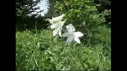 Histoire Do - Fiori Per Te