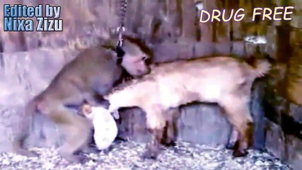 Best Animal Sex Fail Win Compilation