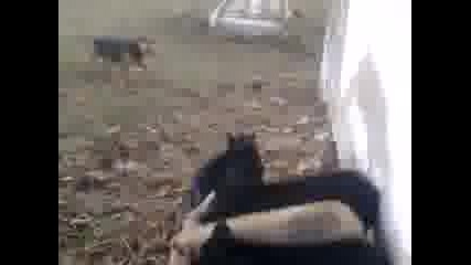 Видео0011