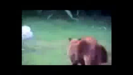 много смях 1000%