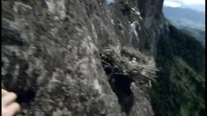 Nat Geo Wild Cliff