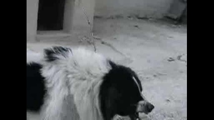 Българско Овчарско Куче - пазач