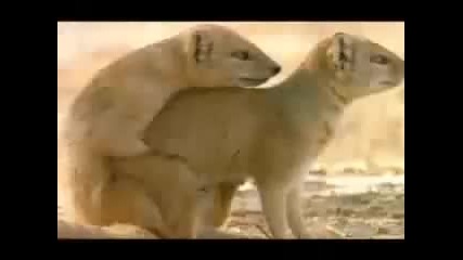еми животни 
