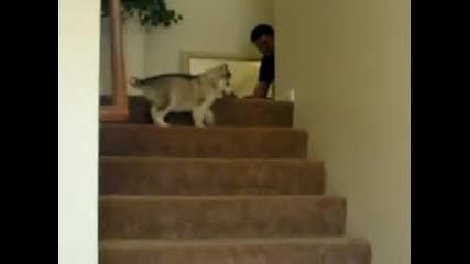 husky puppy goes up the stairs
