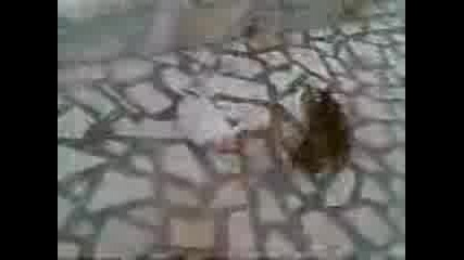 mache i kyche se bieat.. smqh.. :d