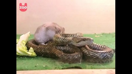Змия се сприятелява с хамстер 
