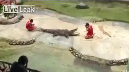 Крокодил захапа за главата дресьор и го размята като парцалена кукла