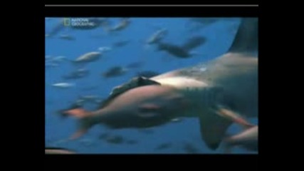 Най - Опасните Животни В Света - Акули-Коста Рика
