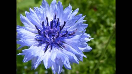 1080p Hd Klaprozentuin, poppy garden. Music Sade; Why we cannot live together 