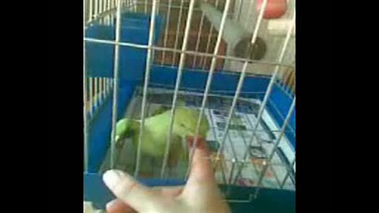 говорящ папагал