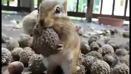 Сладурско видео ! Ще видите как катеричка събира жълъди.