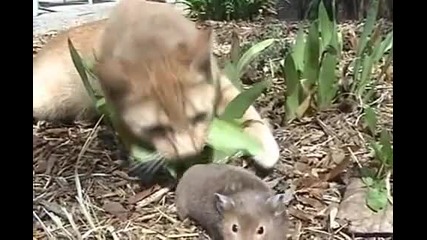 Домашна Компилация със Забавни Котки!