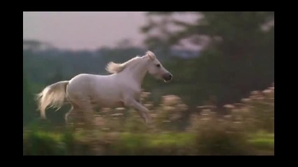 Black Beauty - Queen- Too Much Love Will Kill You