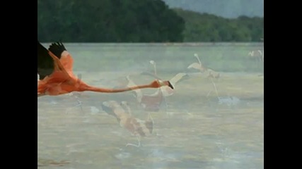 My Choice - Goombay Dance Band Fly Flamingo